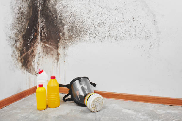 Best Professional Mold Removal  in Williamston, MI