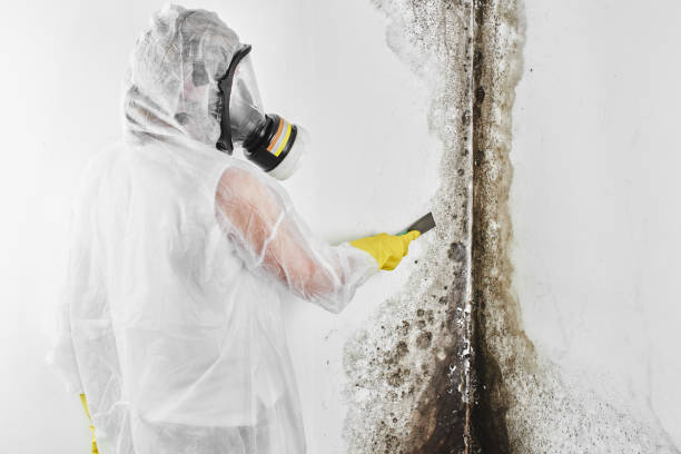 Professional Mold Removal in Williamston, MI