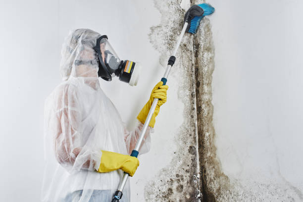 Best Residential Mold Removal  in Williamston, MI