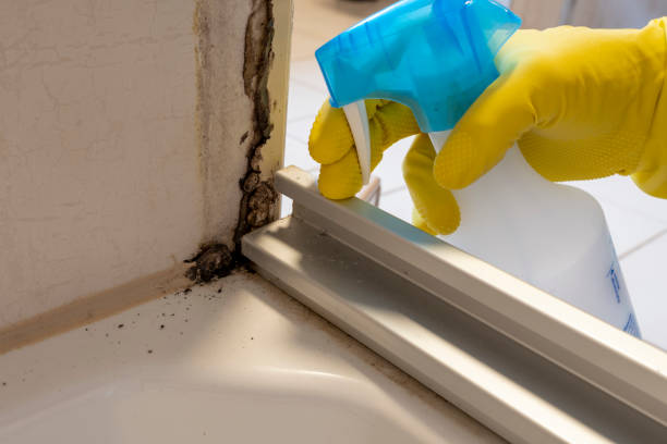 Best Mold Removal Process  in Williamston, MI