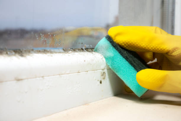 Best Local Mold Removal Service  in Williamston, MI