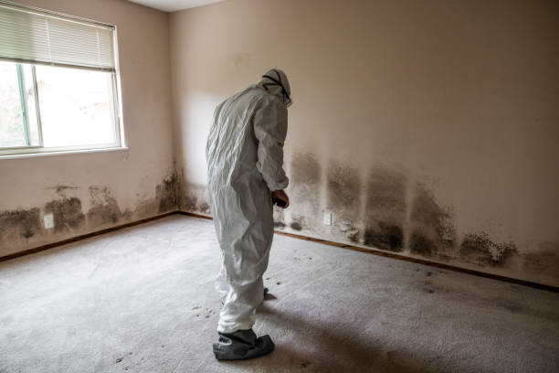 Best Emergency Mold Removal  in Williamston, MI