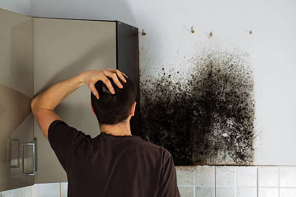 Best Residential Mold Removal  in Williamston, MI