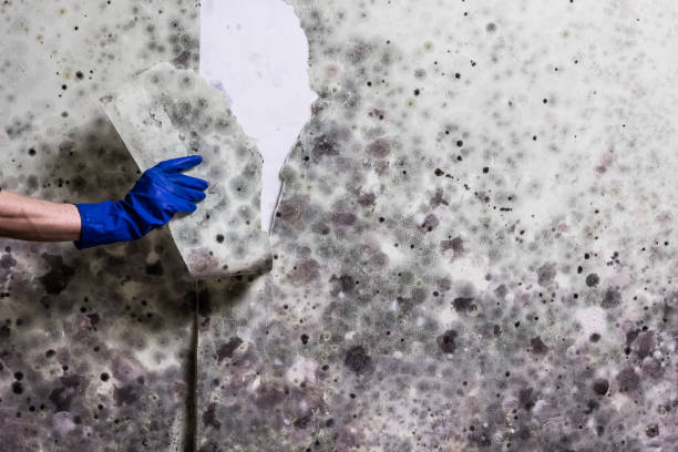 Best Mold Remediation  in Williamston, MI