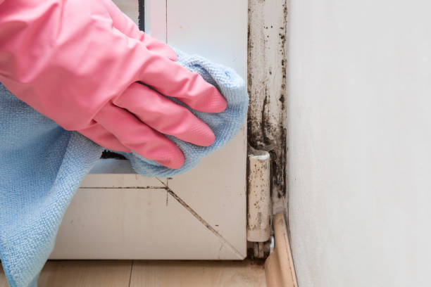 Best Mold Removal Company Near Me  in Williamston, MI