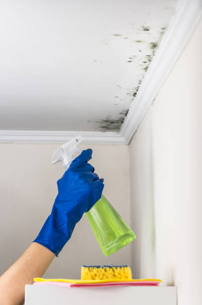 Mold Removal Process in Williamston, MI