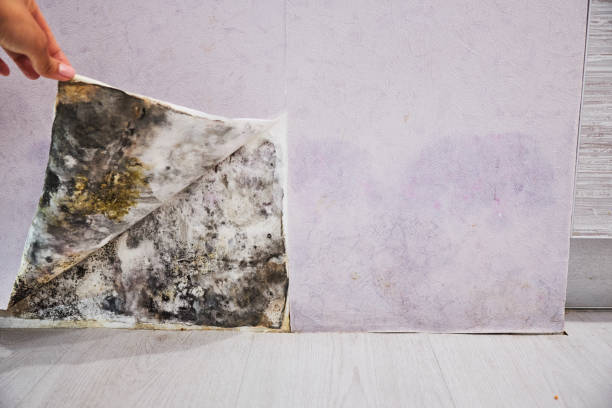 Best Mold Testing  in Williamston, MI